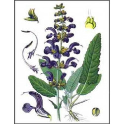 Feuilles séchées Sauge Bio 30gr Feuilles séchées Sauge Bio 30gr