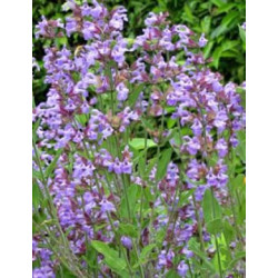 Sauge Bio plante médicinale feuilles séchées 30gr Sauge Bio plante médicinale feuilles séchées 30gr