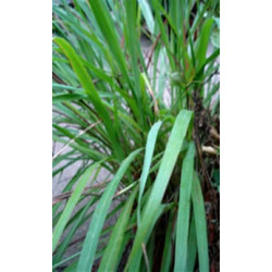 Citronnelle Bio à vaporiser au vaporisateur Citronnelle Bio à vaporiser au vaporisateur