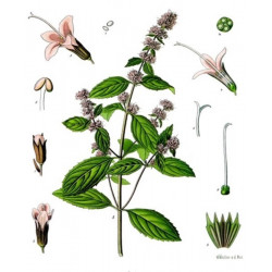Menthe Poivrée Bio Feuilles séchées 30gr plante médicinale Menthe Poivrée Bio Feuilles séchées 30gr plante médicinale