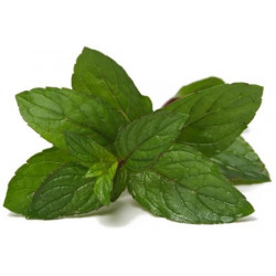 Menthe Poivrée Bio Feuilles séchées à vaporiser au vaporisateur Menthe Poivrée Bio Feuilles séchées à vaporiser au vaporisateur