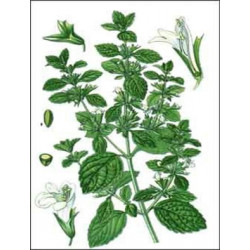 Mélisse Bio plante médicinale feuilles séchées 30gr 