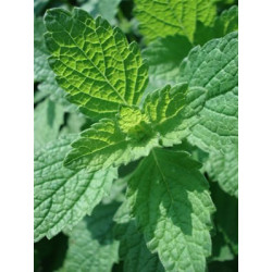 Mélisse Bio dans le champ feuilles séchées 30gr