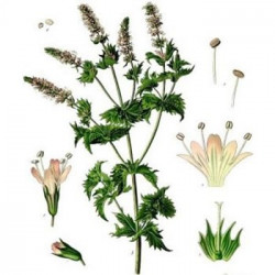 Menthe Verte Bio feuilles séchées 30gr Menthe Verte Bio feuilles séchées 30gr