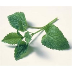 Menthe Verte (Menthe Nanah) Bio 30gr Menthe Verte (Menthe Nanah) Bio 30gr
