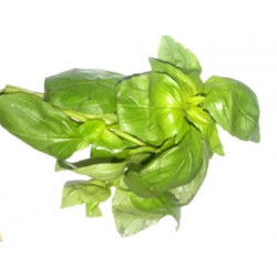 Basilic Ecocert Bio plante médicinale fraiche Basilic Ecocert Bio plante médicinale fraiche