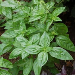Basilic Bio Ecocert à vaporiser avec votre meilleur vaporisateur Basilic Bio Ecocert à vaporiser avec votre meilleur vaporisateur