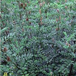 Réglisse Bio Racine à vaporiser Réglisse Bio Racine à vaporiser