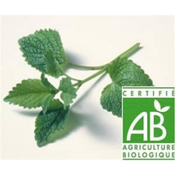 Menthe Verte (Menthe Nanah) Bio feuilles séchées 30gr Menthe Verte (Menthe Nanah) Bio feuilles séchées 30gr