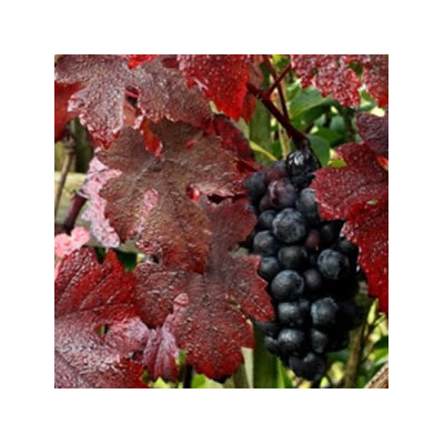 Vigne Rouge Bio plante médicinale à vaporiser