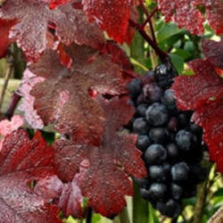 Vigne Rouge Bio plante médicinale à vaporiser Vigne Rouge Bio plante médicinale à vaporiser