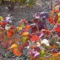Vigne Rouge Bio Vigne Rouge Bio