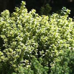 Thym Citron Bio Ecocert pour vaporisateur Thym Citron Bio Ecocert pour vaporisateur