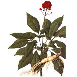 Ginseng Blanc Bio Ecocert en vrac 30gr à vaporiser Ginseng Blanc Bio Ecocert en vrac 30gr à vaporiser