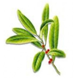 Maté Bio plante médicinale pour vaporisateur Maté Bio plante médicinale pour vaporisateur