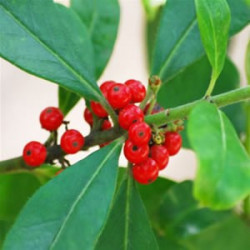 Yerba Maté Bio Ecocert à vaporiser au vaporisateur Yerba Maté Bio Ecocert à vaporiser au vaporisateur