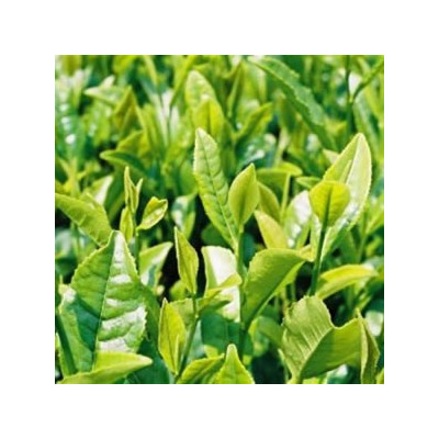 Thé Vert Bio herbe médicinale pour vaporisateur