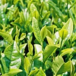 Thé Vert Bio herbe médicinale pour vaporisateur Thé Vert Bio herbe médicinale pour vaporisateur