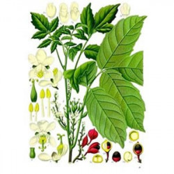 Guarana Bio Ecocert graines 30gr à vaporiser Guarana Bio Ecocert graines 30gr à vaporiser