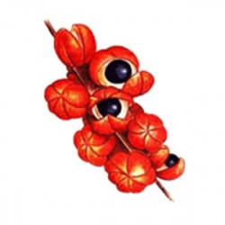 Guarana Bio Ecocert graines Guarana Bio Ecocert graines