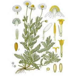 Camomille herbe médicinale à vaporiser Camomille herbe médicinale à vaporiser