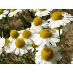 Fleurs séchées Camomille Fleurs séchées Camomille