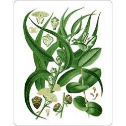 Eucalyptus herbe médicinale Eucalyptus herbe médicinale