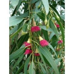 Feuilles arbre Eucalyptus Feuilles arbre Eucalyptus