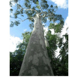 Arbre Eucalyptus Arbre Eucalyptus