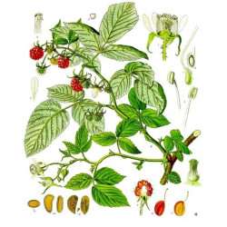 Framboisier rouge plante médicinale